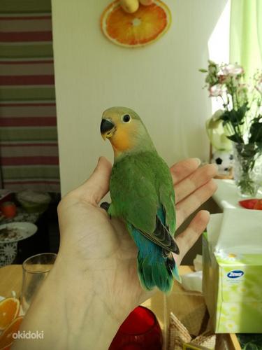 Papagoid 3 tk. (foto #2)