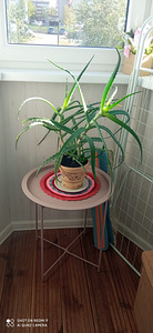 Müün raviks Aloe 3 aastat vana (2 foto / 2)