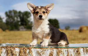 Pembroke welsh corgi kutsikad (2 foto / 6)