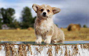 Pembroke welsh corgi kutsikad (6 foto / 6)