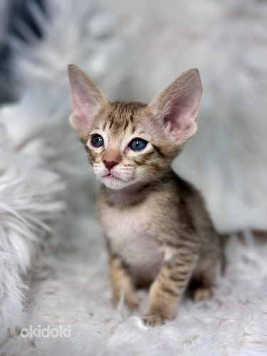 Oriental kitten (foto #2)