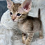 Oriental kitten (foto #3)