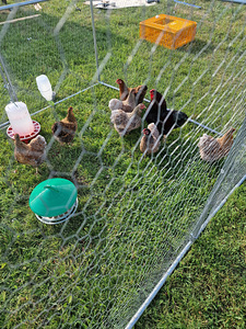 Wyandotte Bantam (2 foto / 4)