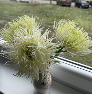 Astride kimp. (3 foto / 3)