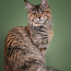 Maine Coon котята (фото #2)
