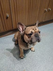 Isane prantsuse buldog otsib pruuti. (1 foto / 1)