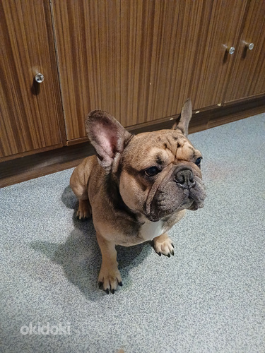 Isane prantsuse buldog otsib pruuti.