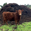 Коровий навоз,фасованный в мешки по 20 кг (фото #1)
