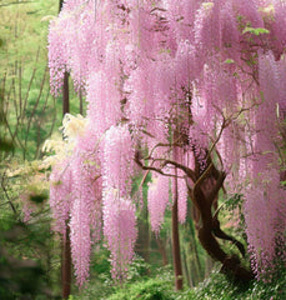 Wisteria rosea (1 foto / 1)