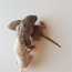 Крысы (фото #1)