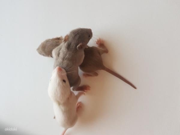 Крысы (фото #1)