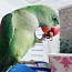 Alexandrian papagoi (foto #1)