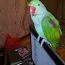 Alexandrian papagoi (foto #3)