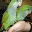 Птенцы попугая монаха (фото #2)