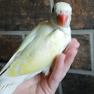 Beebi kaelakee papagoi (2 foto / 9)