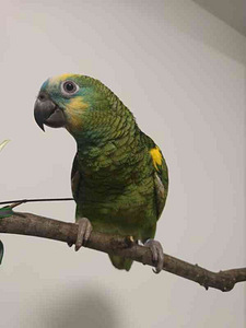 Amazonase tibud (5 foto / 5)