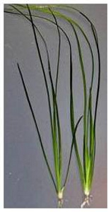 Vallisneria (1 foto / 1)
