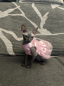 Don Sphynx