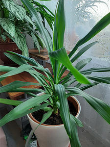 Yucca (2 foto / 3)