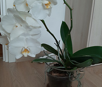 Phalaenopsis orhidee