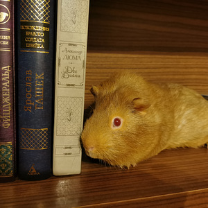 Puuriga merisiga otsib uut kodu (1 foto / 4)