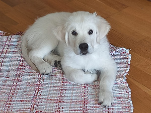 Kuldne Retriiveri kutsikad (1 foto / 3)