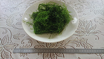 Stringy moss мох + Java moss яванский мох