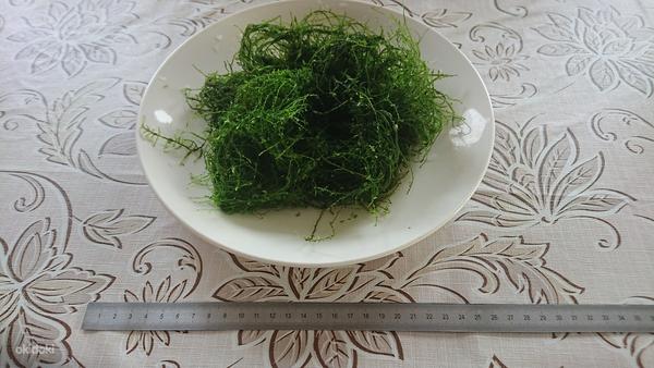 Stringy moss мох + Java moss яванский мох (фото #1)