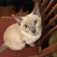 Продаётся котик породы Тонкинез (фото #1)