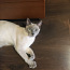 Продаётся котик породы Тонкинез (фото #2)