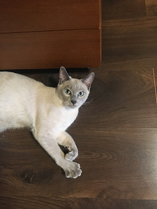 Müüa Tonkinese kassipoeg (2 foto / 2)