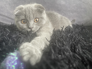 SCOTTISH FOLD КОТЯТА!! (3 фото из 10)