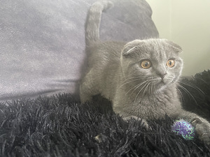 SCOTTISH FOLD КОТЯТА!! (4 фото из 10)