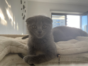 SCOTTISH FOLD КОТЯТА!! (7 фото из 10)
