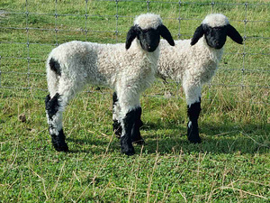 Paar Valais Blacknouse lambad (2 foto / 2)