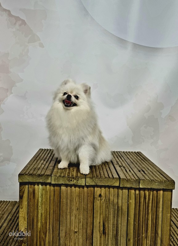 Pomeranian (foto #1)