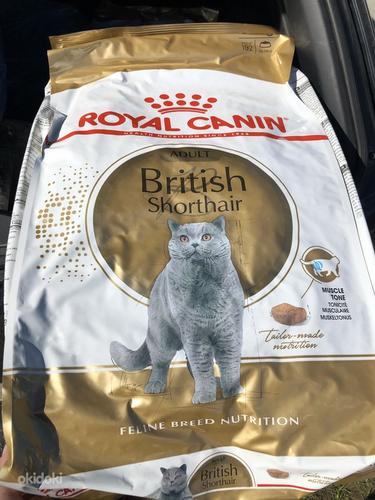 Royal Canin British Shorthair Adult (foto #1)