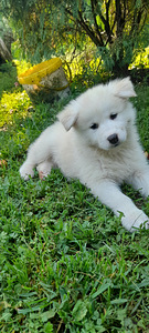 Kutsikas Akita (7 foto / 7)