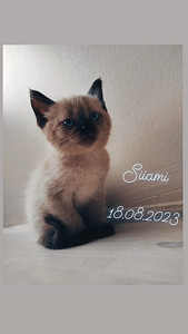 Siiami kassipoeg (1 foto / 2)