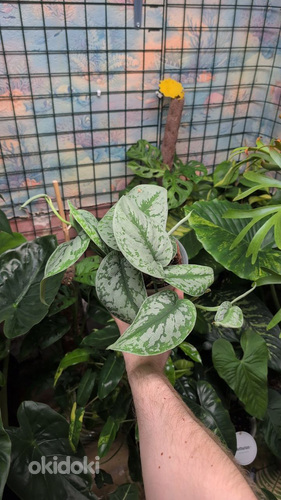 Scindapsus pictus