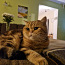 Британские кошки из питомника No Demrtra (фото #2)