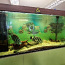 Akvaarium 750 l. (160×80×60)kapiga (foto #4)