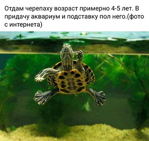 Отдам черепаху в аквариуме с доставкой (1 фото из 1)