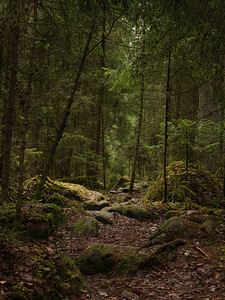 Canon 750D, peegelkaamera koos universaalse objektiiviga (6 foto / 9)