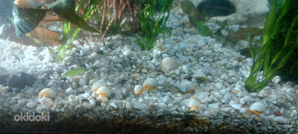 Ampullaria teodod