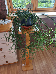 Toalill Helmekaktus Rhipsalis. (2 foto / 3)