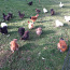 Инкубационные яйца шелковой курицы (фото #1)