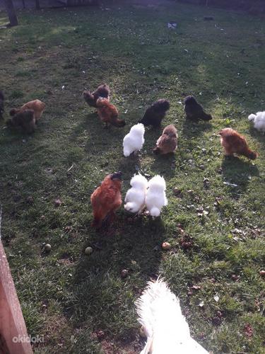 Инкубационные яйца шелковой курицы (фото #4)