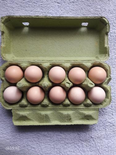 Инкубационные яйца шелковой курицы (фото #6)