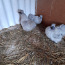 Инкубационные яйца шелковых кур (фото #2)